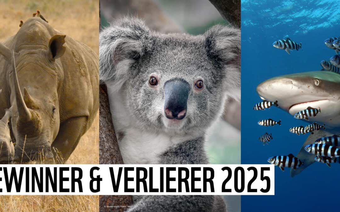 Artenschutz-Bilanz: WWF kürt die Gewinner und Verlierer des Tierreichs 2025