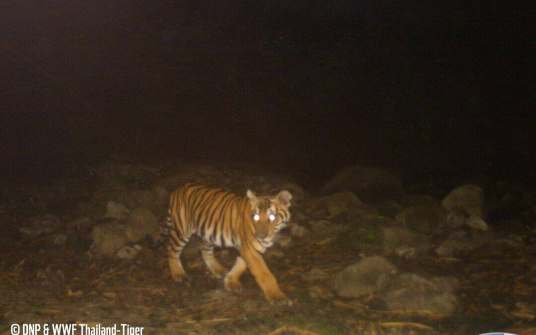 Good News: Spektakuläres Comeback von Tiger Gamma in Thailand