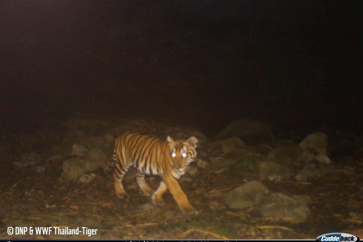 Auf dem Bild ist ein Tiger zu sehen, der über den Waldboden geht. Er schaut zur Seite.