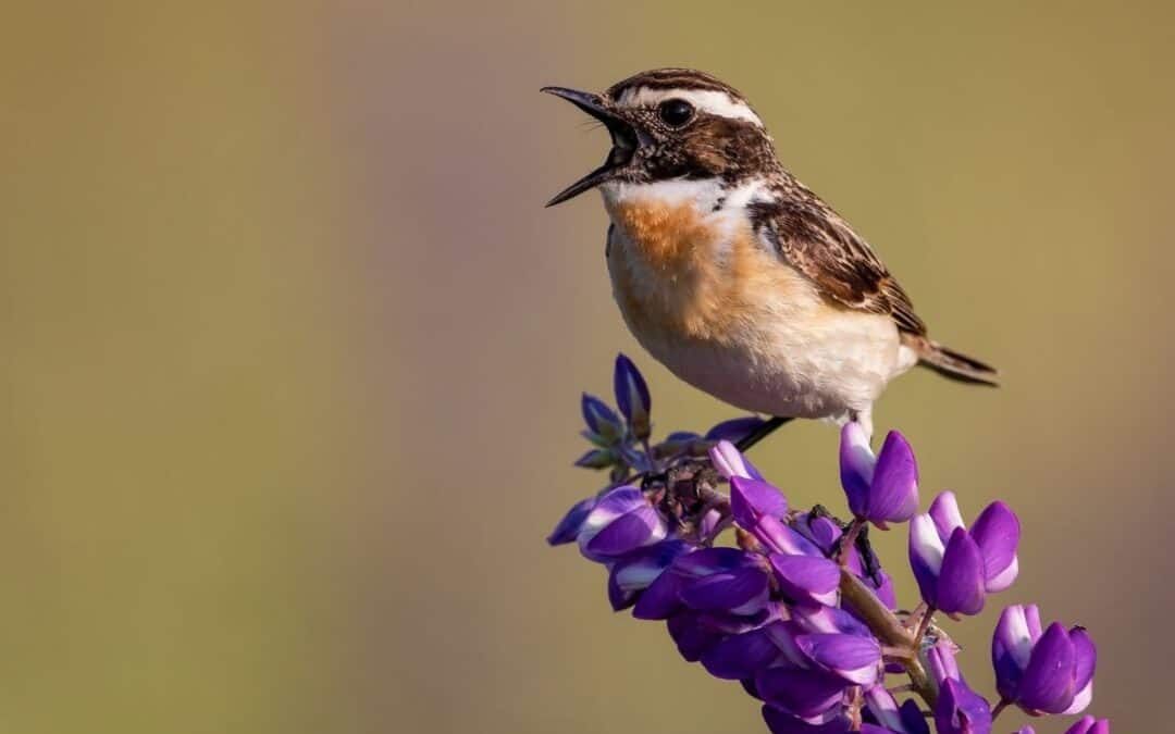 Das sind die tierischen Gewinner und Verlierer 2025