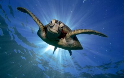 Good News: Besserer Schutz für wandernde Tierarten