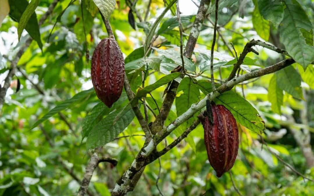 Wie Kakao-Anbau unserer Umwelt schadet