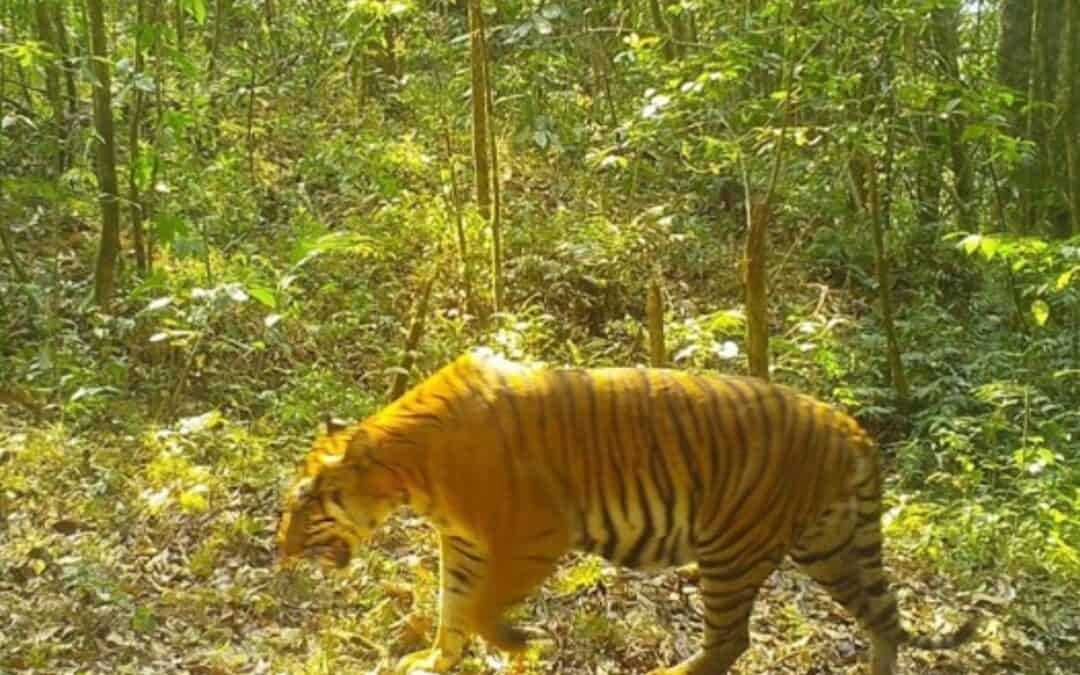 WWF-Erfolg: Kameras filmen Tiger in Myanmar