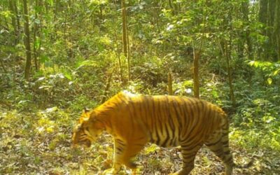 WWF-Erfolg: Kameras filmen Tiger in Myanmar