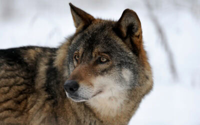 Illegaler Wolfs-Abschuss: WWF fordert Aktionsplan gegen Wildtierkriminalität