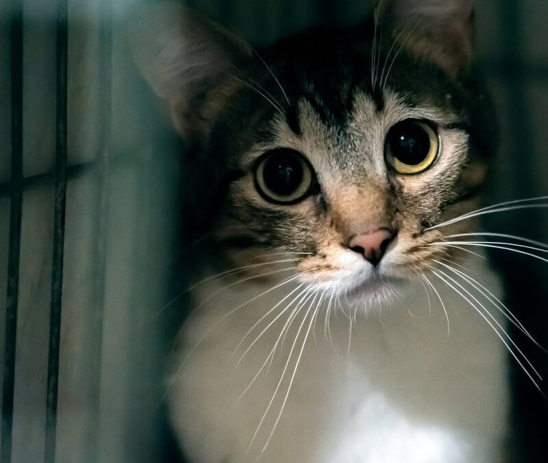 Verängstigte Katze im dunklen Umfeld