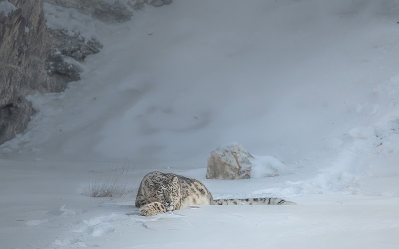 Schneeleopard schläft im Schnee