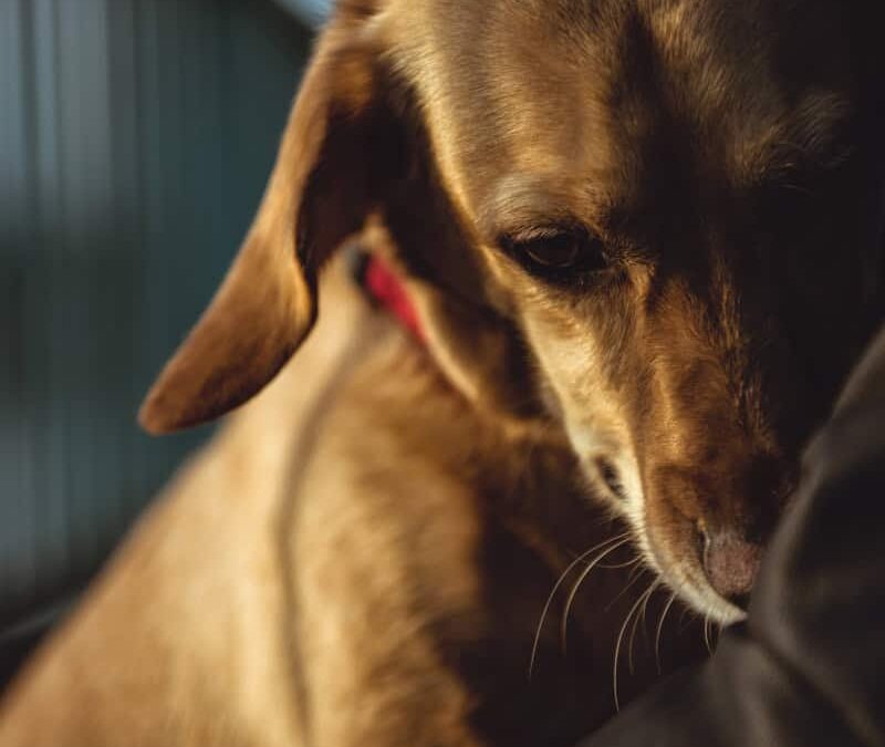 Trauriger Hund in Nahaufnahme