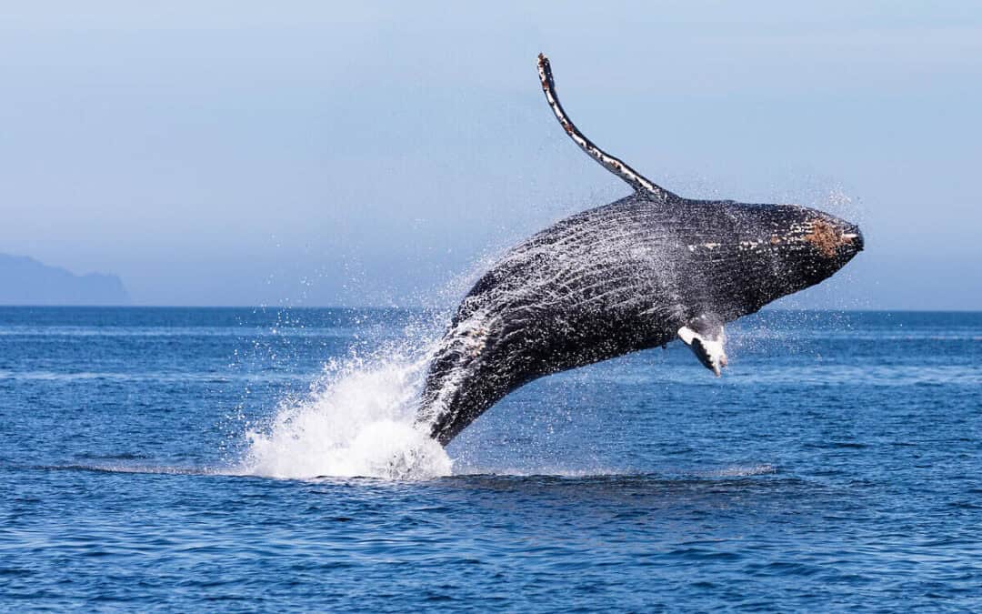 Hochseeabkommen tritt in Kraft: WWF sieht „historische Chance” für den Meeresschutz