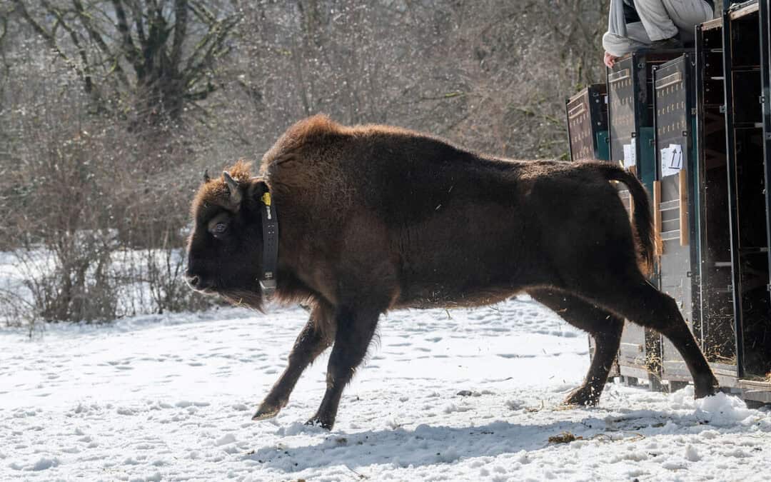 WWF-Erfolg: Wisente erfolgreich im Kaukasus ausgewildert