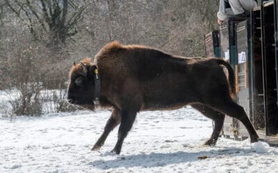 WWF-Auswilderungsprojekt: Tiroler Wisent-Kuh „Ina” erfolgreich im Kaukasus freigelassen