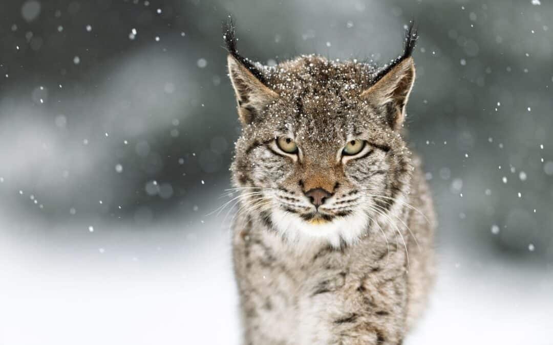 Der Luchs verschwindet