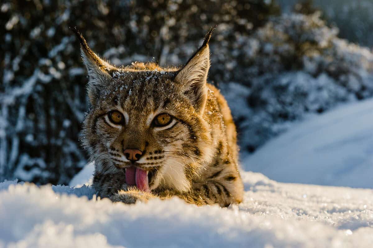 Auf dem Bild ist ein Luchs zu sehen der im Schnee liegt und sich seine Pfote schlecht.