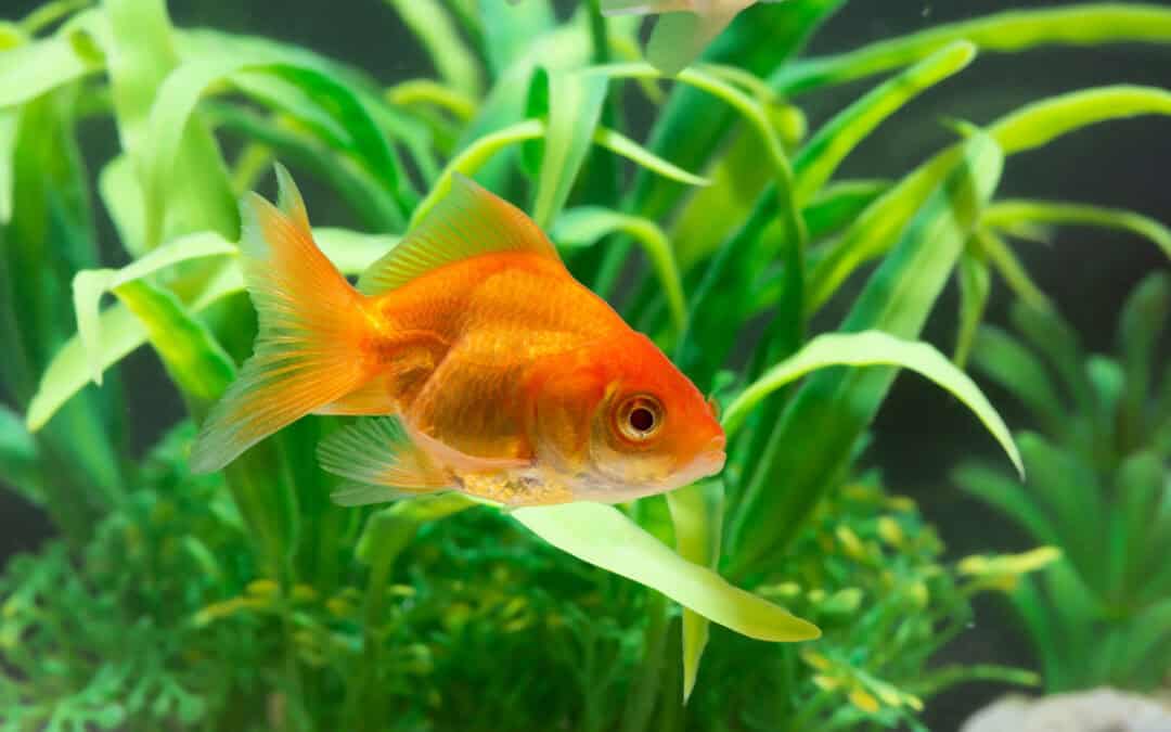 Gefährliche Goldfische