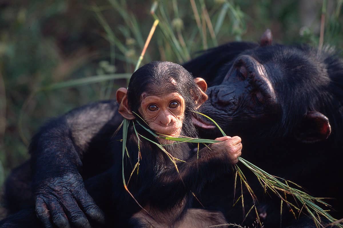 Schimpansen-Mutter füttert Jungtier