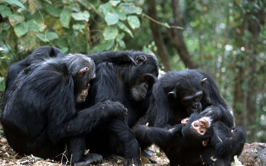 Wie Tiere voneinander lernen