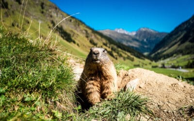 Tiere der Alpen: Welche kennst du?