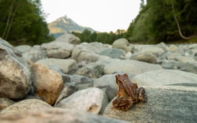 WWF-Hilferuf: Amphibien in Not am Tiroler Inn