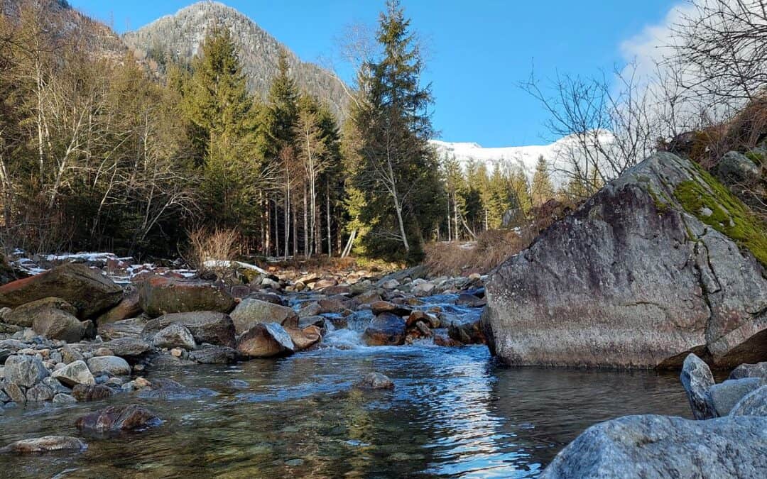 WWF renaturiert einen der längsten natürlichen Flussabschnitte Österreichs