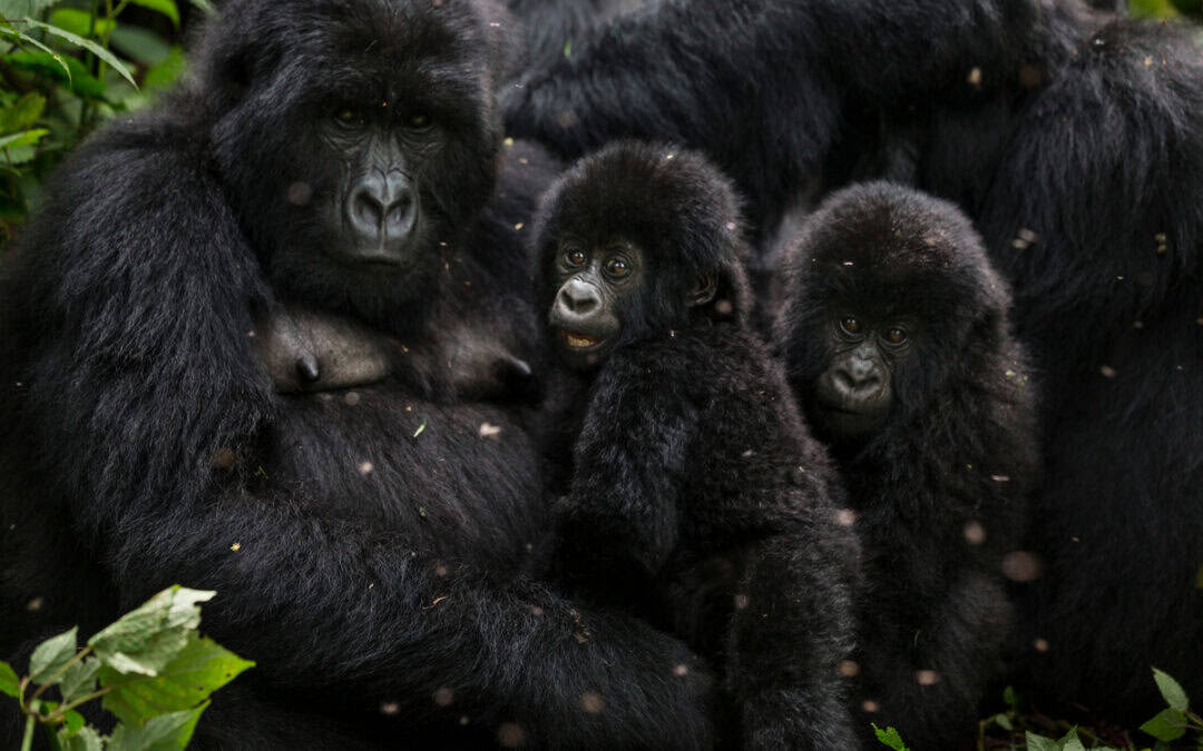 Good News: Seltene Gorilla-Zwillinge im Virunga-Nationalpark geboren