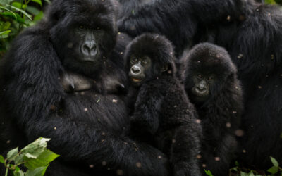 Good News: Seltene Gorilla-Zwillinge im Virunga-Nationalpark geboren