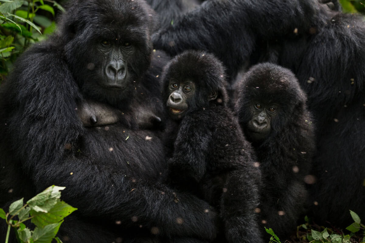 Auf dem Bild ist ein Gorilla zu sehen. Zwei Jungtiere schmiegen sich an den erwachsenen Tieren.