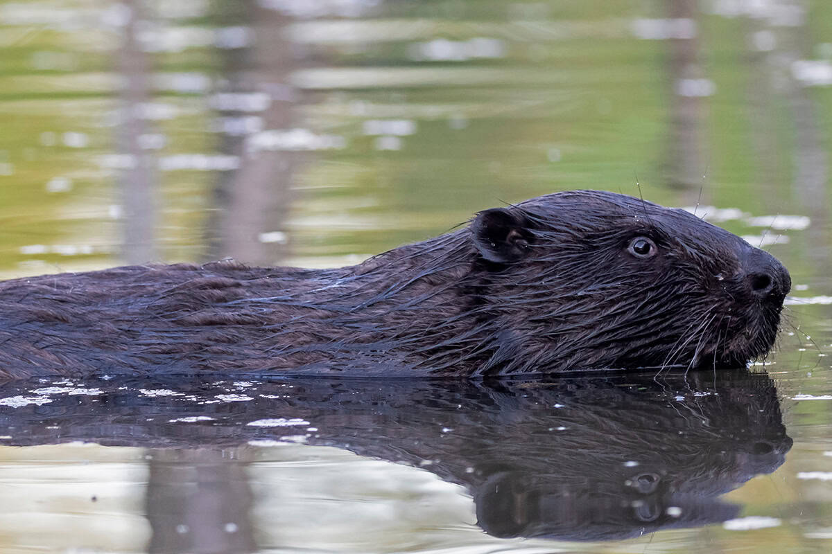 Europäischer Biber schwimmt an der Wasseroberfläche