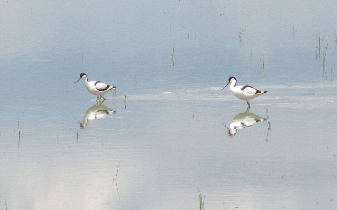 Trockenheit im Seewinkel: WWF warnt vor Lebensraumverlust für Zugvögel