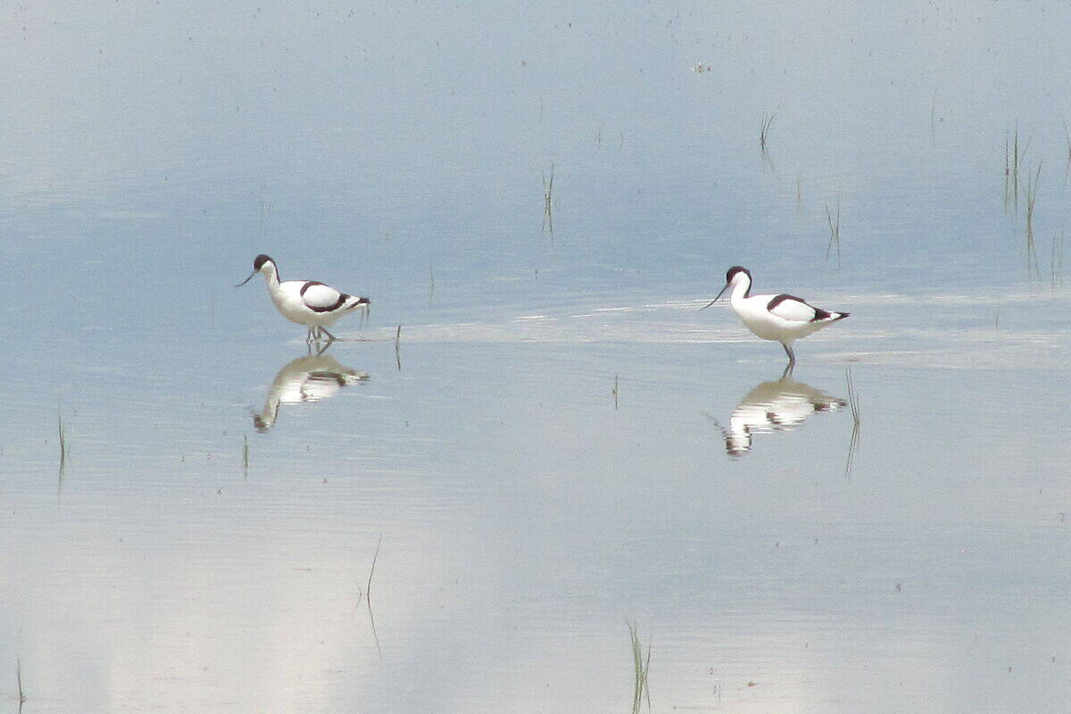 Säbelschnäbler an der Langen Lacke