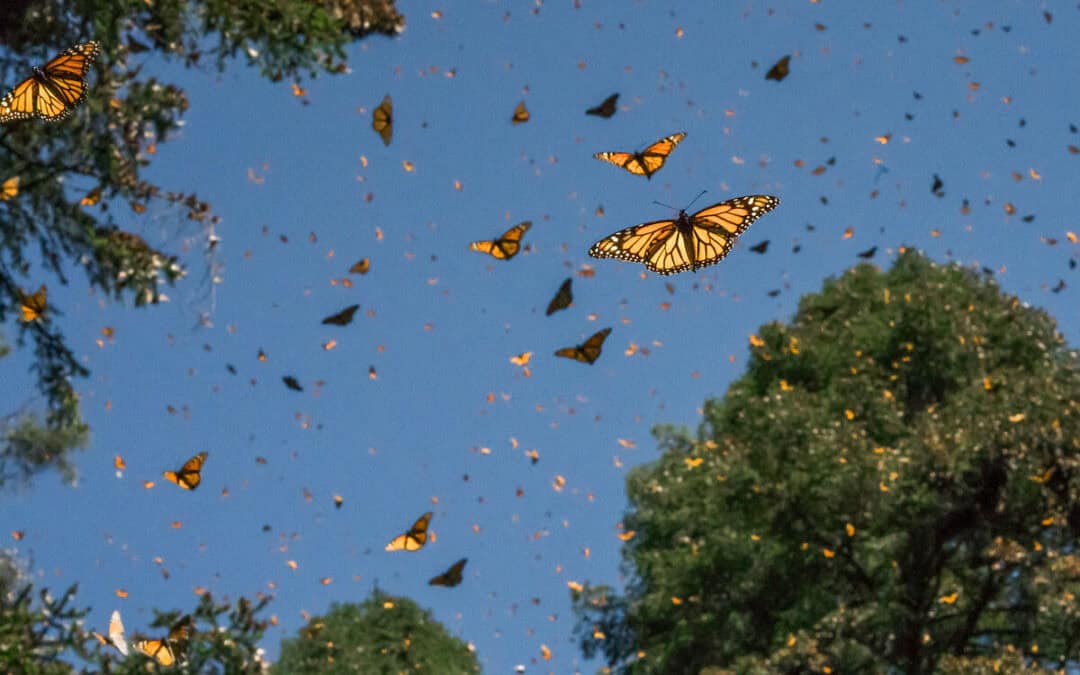 WWF-Zählung: Gefährdete Monarchfalter erholen sich trotz anhaltender Bedrohungen