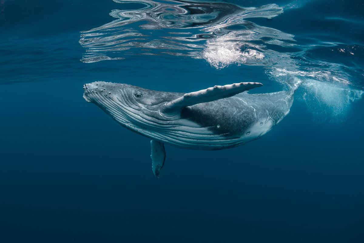 Ein junger Buckelwal