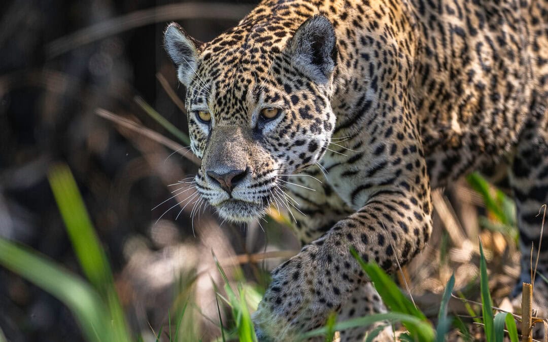 Konferenz zum Schutz wandernder Tierarten: WWF fordert sichere Routen