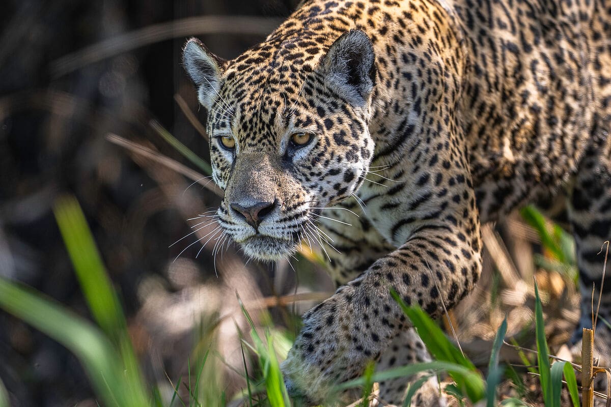 Jaguar (Panthera onca)