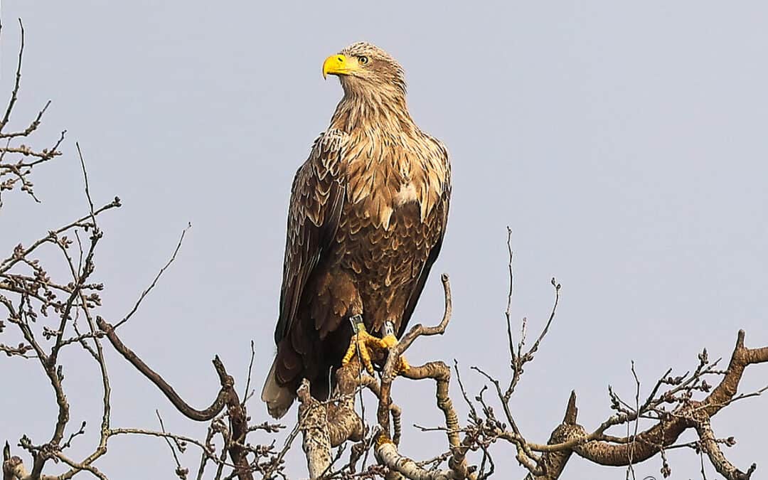 WWF-Seeadler „Nestor“ lebt: Ältester bekannter Seeadler Österreichs gesichtet