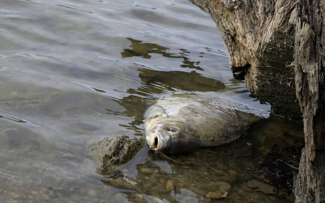 Massen-Fischsterben aufgeklärt: WWF fordert rasche Dotierung der Unteren Lobau