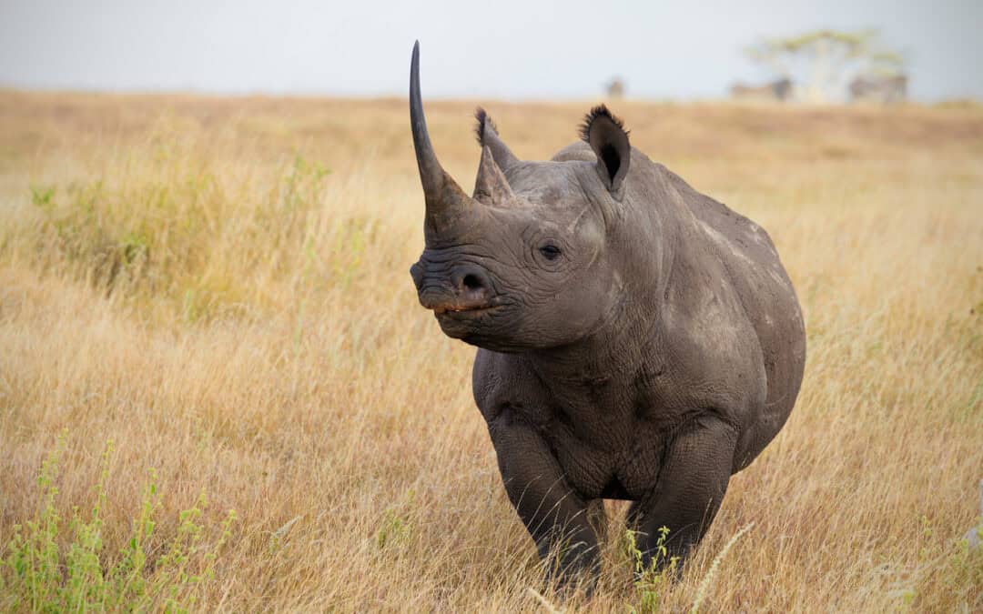 WWF-Erfolg: Comeback der Spitzmaulnashörner in Südafrika