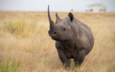 WWF-Erfolg: Comeback der Spitzmaulnashörner in Südafrika