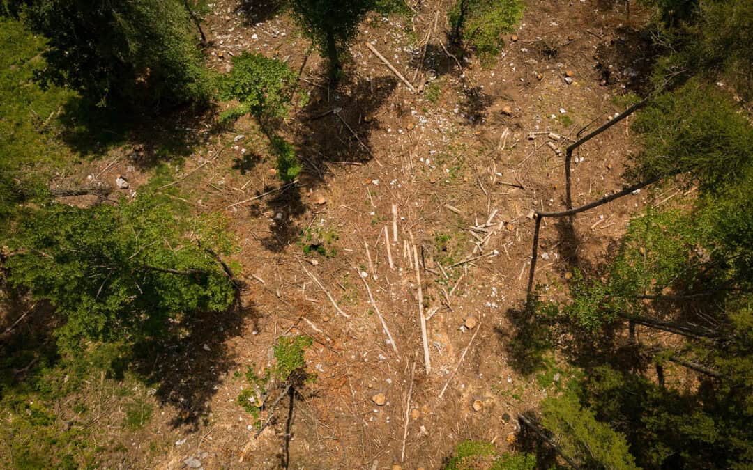 Winterbilanz Wald: WWF warnt vor Trockenheit und schwierigem Waldjahr 2026