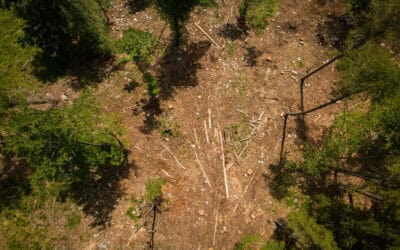 Winterbilanz Wald: WWF warnt vor Trockenheit und schwierigem Waldjahr 2026