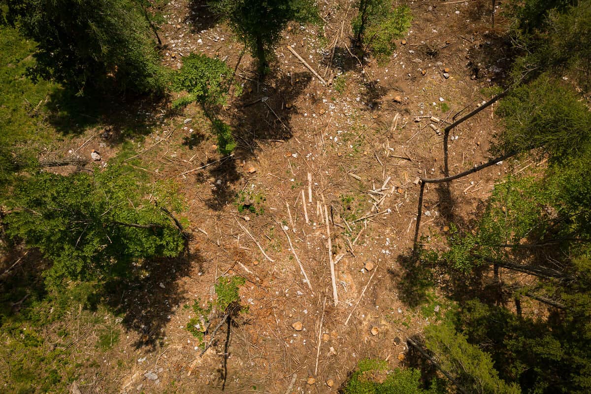 Kahlschlag im Wald aus der Vogelperspektive