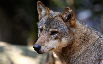 WWF kritisiert Abschuss-Bilanz 2025: Alle zwei Wochen ein toter Wolf