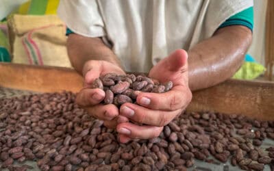 Ostern ohne bitteren Beigeschmack: WWF fordert entwaldungsfreie Lieferketten für Schokolade