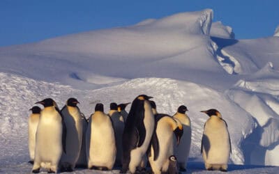 Dramatischer Rückgang: Kaiserpinguine jetzt „stark gefährdet“ – WWF fordert raschen Klimaschutz