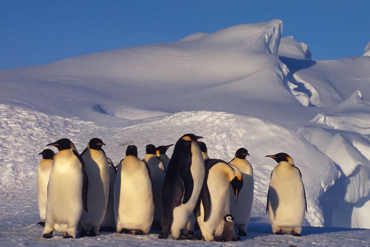 Aptenodytes forsteri Emperor penguin Adults and chick Dawson-Lambton Glacier, Antarctica