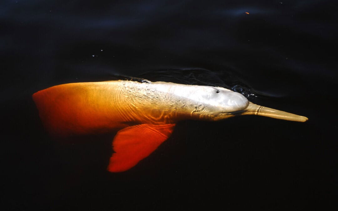 Hitzetod bedroht Amazonas-Delfine: Studien zeigen gefährliche neue Normalität