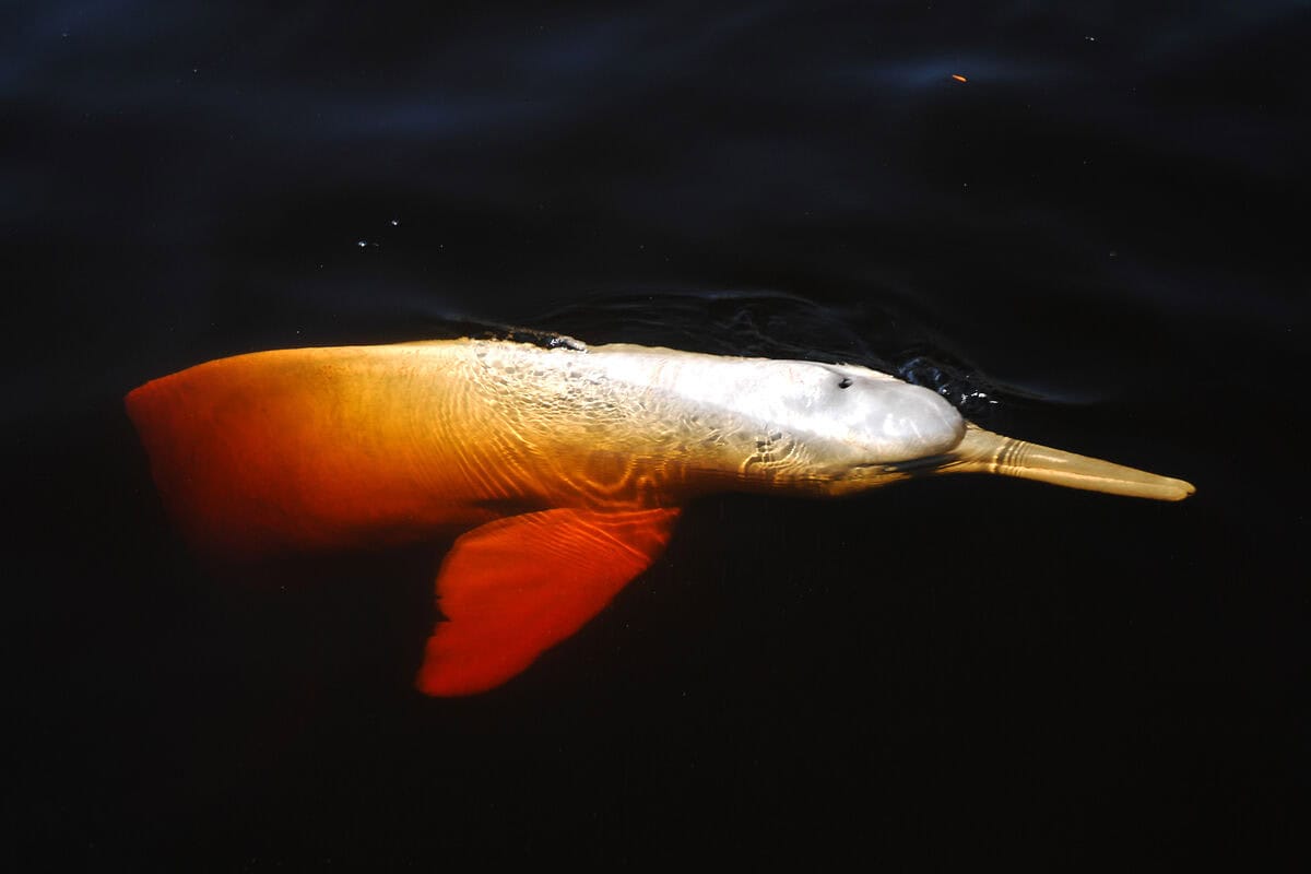 Ein Bouto oder Rosa Flussdelfin (Inia geoffrensis) während der Aracá-Expedition in der Gemeinde Novo Airão, Amazonas, Brasilien.