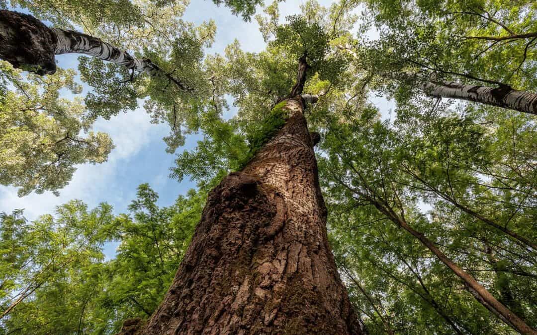 WWF fordert „Schwammwald-Paket“ gegen zunehmende Trockenheit