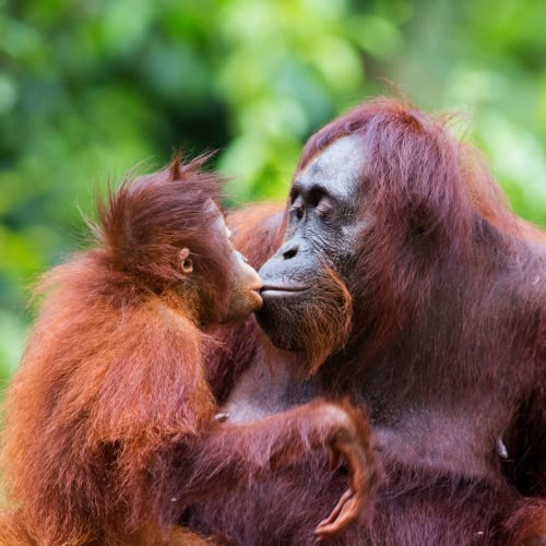 Orang-Utan-Mutter und Baby küssen sich