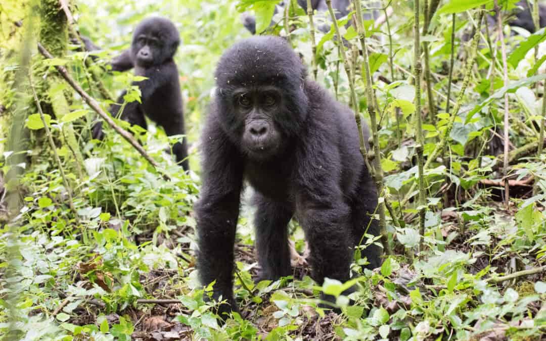 Good News: Schon wieder Gorilla-Zwillinge im Virunga-Nationalpark