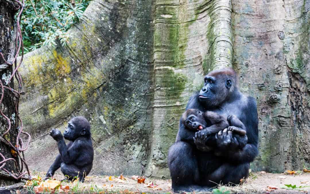 Good News: Schon wieder Gorilla-Zwillinge im Virunga-Nationalpark